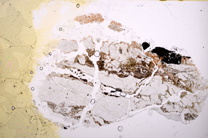 Plane Polarized, E18211/A
