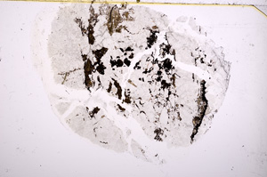 Plane Polarized, E18226/A