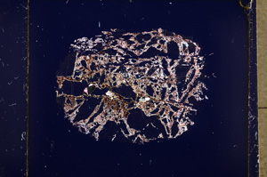 Cross Polarized, E18227