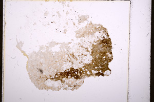 Plane Polarized, E18229