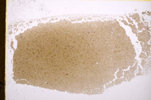 Plane Polarized, E18233/A