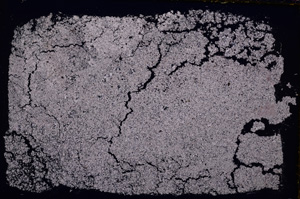 Cross Polarized, E18236/A