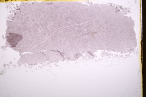 Plane Polarized, E18242/A