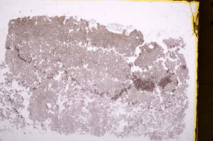 Plane Polarized, E18247/A