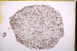 Plane Polarized, E18248