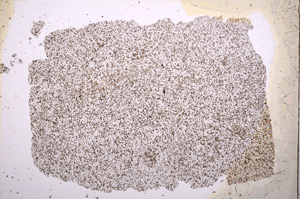 Plane Polarized, E18258