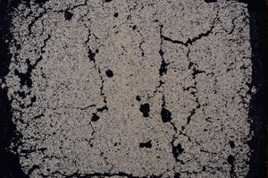 Cross Polarized, E18313