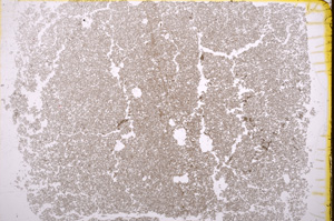 Plane Polarized, E18313