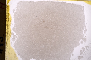 Plane Polarized, E18373