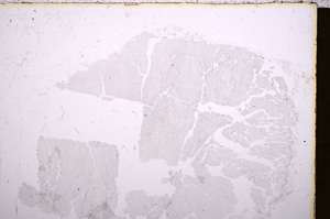 Plane Polarized, E18385