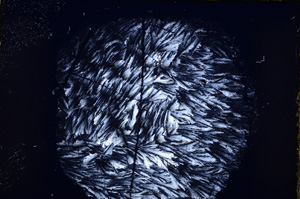 Cross Polarized, E18387/A