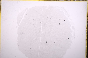 Plane Polarized, E18387/A