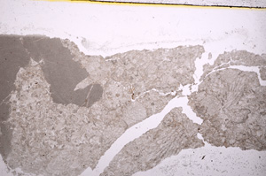 Plane Polarized, E18399