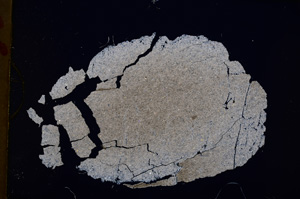 Cross Polarized, E18405