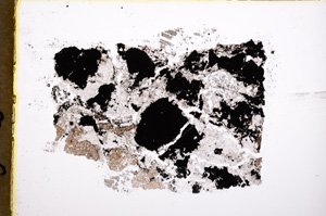 Plane Polarized, E18429/A