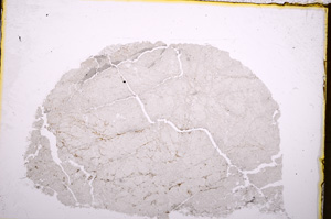 Plane Polarized, E18431/A