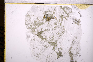 Plane Polarized, E18439