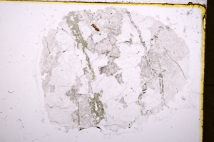 Plane Polarized, E18447