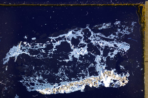 Cross Polarized, E18449