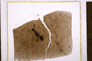 Plane Polarized, E18460