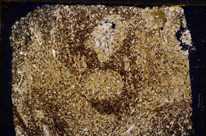 Cross Polarized, E18469
