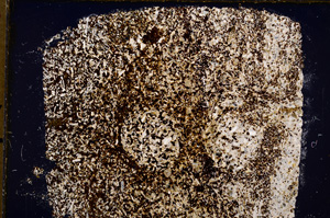 Cross Polarized, E18470