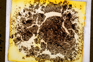 Plane Polarized, E18472/A