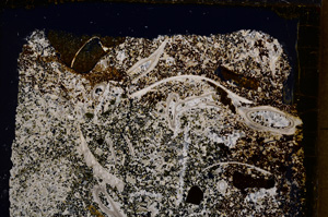 Cross Polarized, E18474