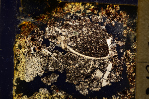Cross Polarized, E18474/A