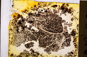 Plane Polarized, E18474/A