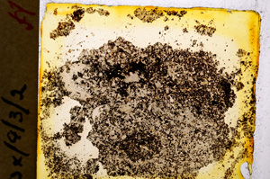 Plane Polarized, E18475/A