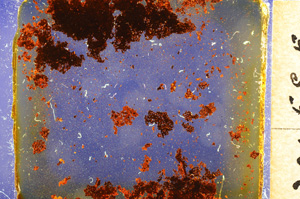 Cross Polarized, E18477/A