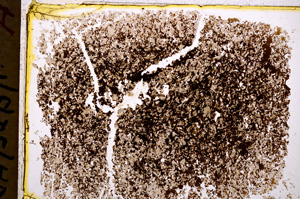 Plane Polarized, E18478