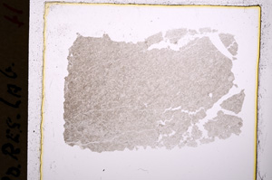 Plane Polarized, E18483