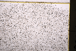 Plane Polarized, E18506