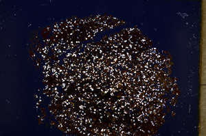 Cross Polarized, E18520