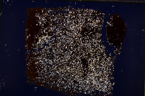 Cross Polarized, E18521