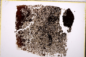 Plane Polarized, E18521