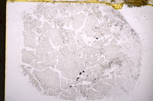 Plane Polarized, E18531/A