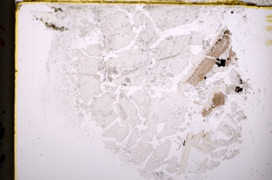 Plane Polarized, E18532