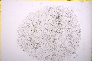 Plane Polarized, E18548