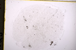 Plane Polarized, E18549