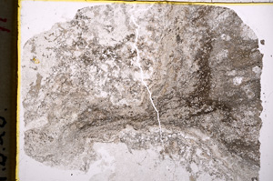 Plane Polarized, E18550