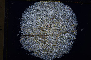 Cross Polarized, E18558