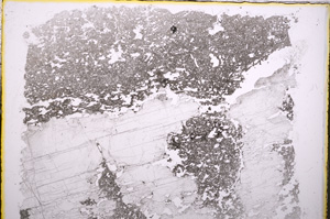 Plane Polarized, E18581