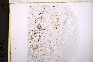 Plane Polarized, E18585
