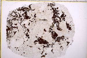 Plane Polarized, E18586