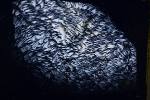 Cross Polarized, E18591