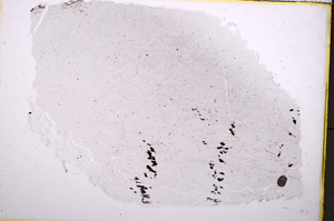 Plane Polarized, E18591