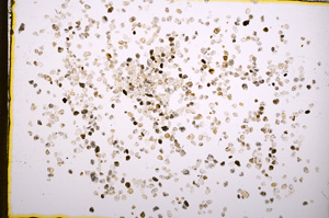 Plane Polarized, E18612